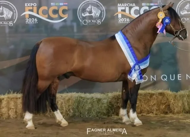 Cavalo com faixa de premiação em imagem do perfil da BT La Compostella, fotografado por Fagner Almeida.